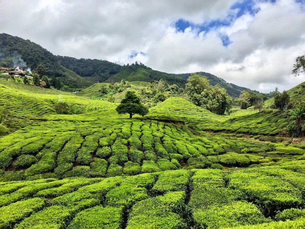 Cameron Highlands