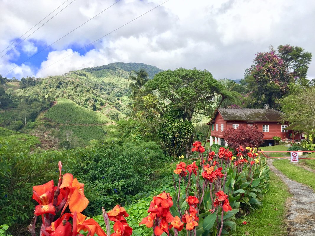 Cameron Highlands