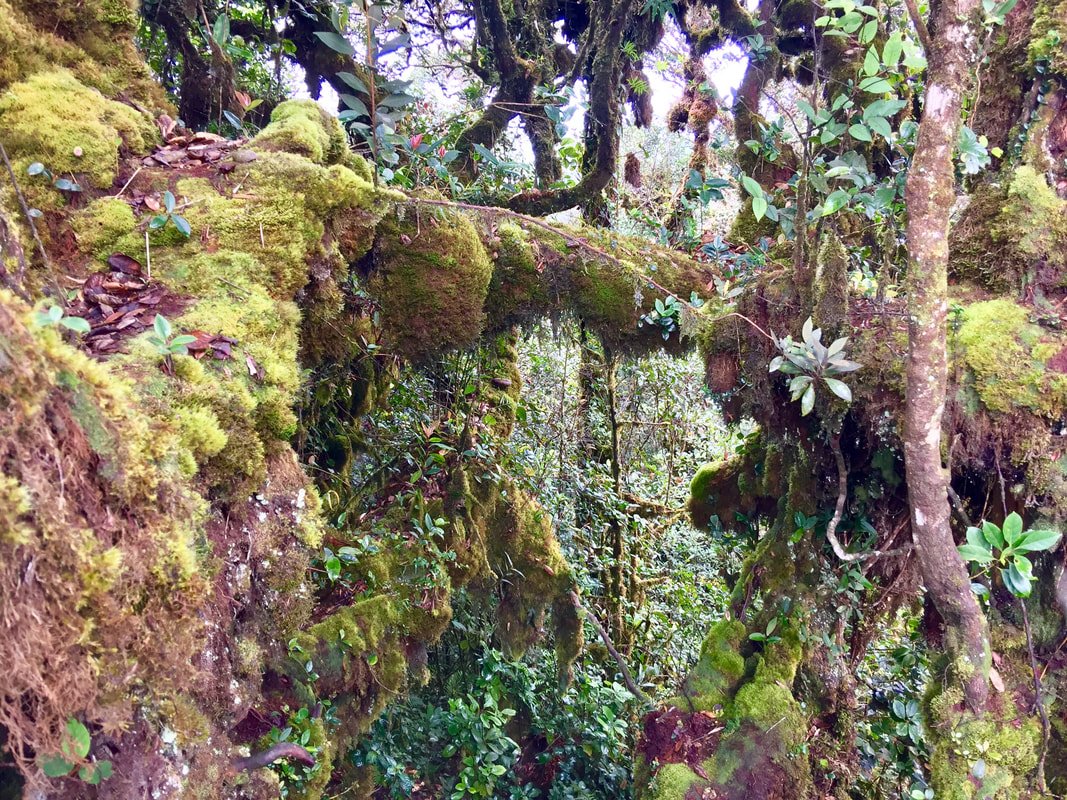 Cameron Highlands