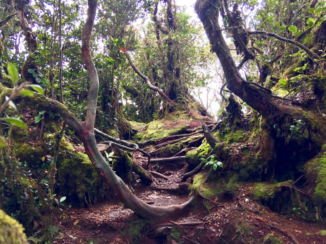 Cameron Highlands