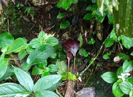 Cameron Highlands