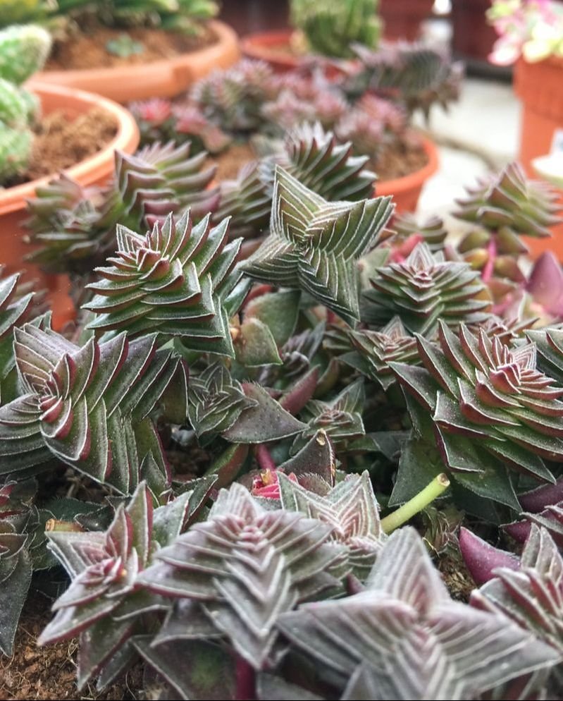 Cameron Highlands