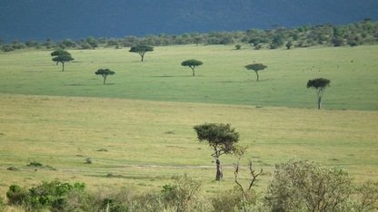 Maasai Mara