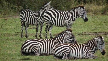 Maasai Mara