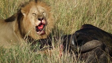 Maasai Mara