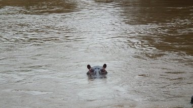 Maasai Mara