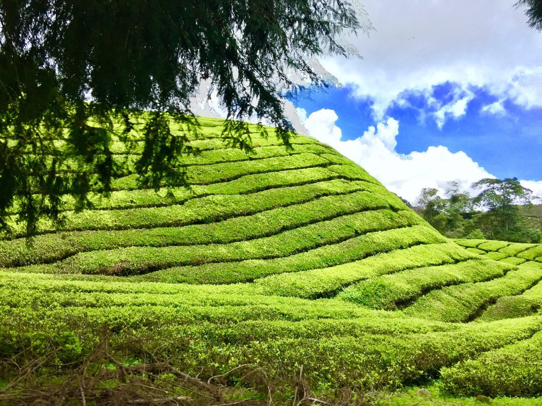Cameron Highlands, Malezya