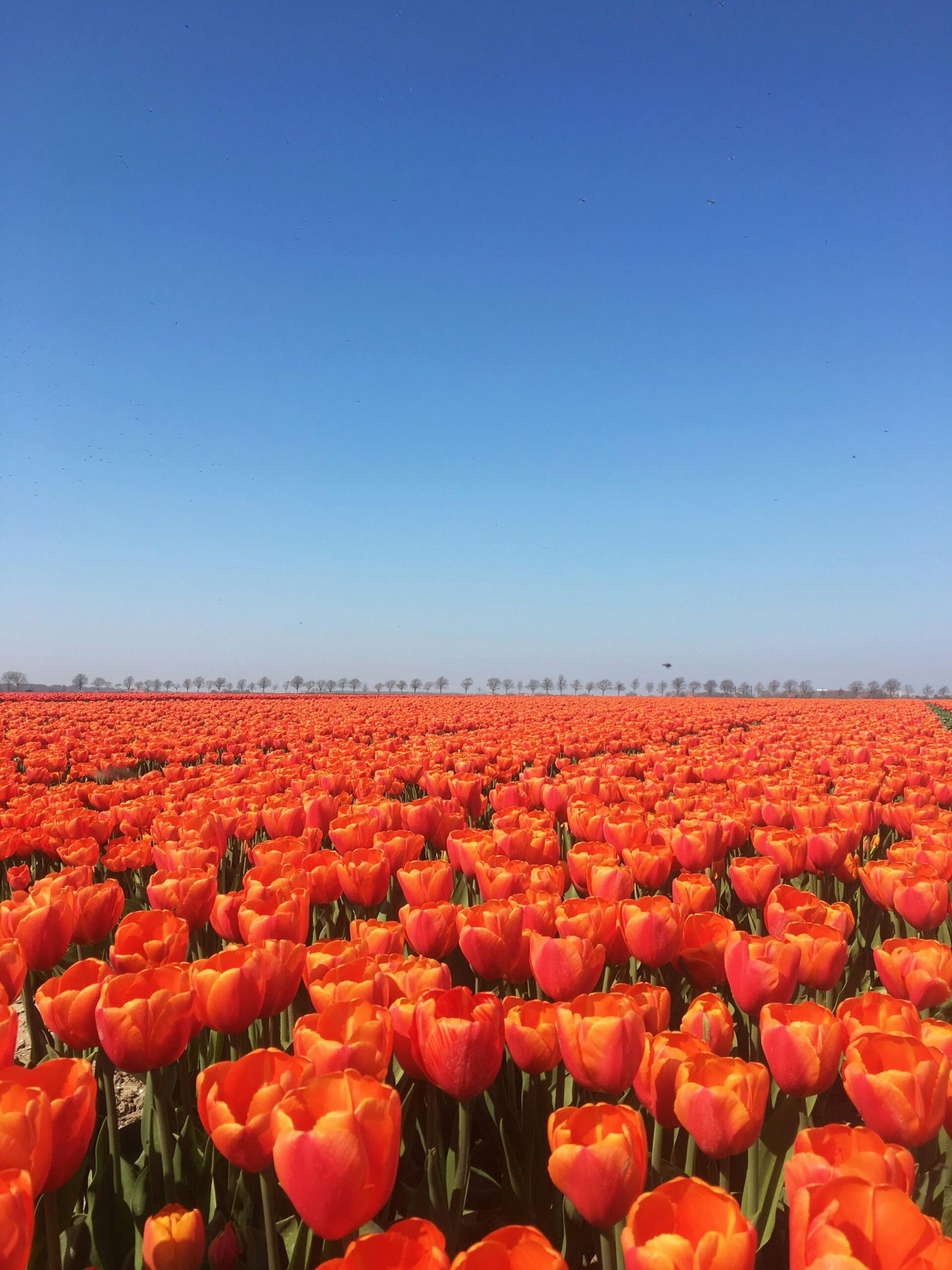 Hollanda