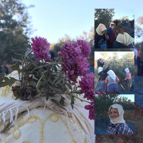 Saat yönünde: Gökay, mantar turşusu, mercimek çorbası, patlıcan dolması :)